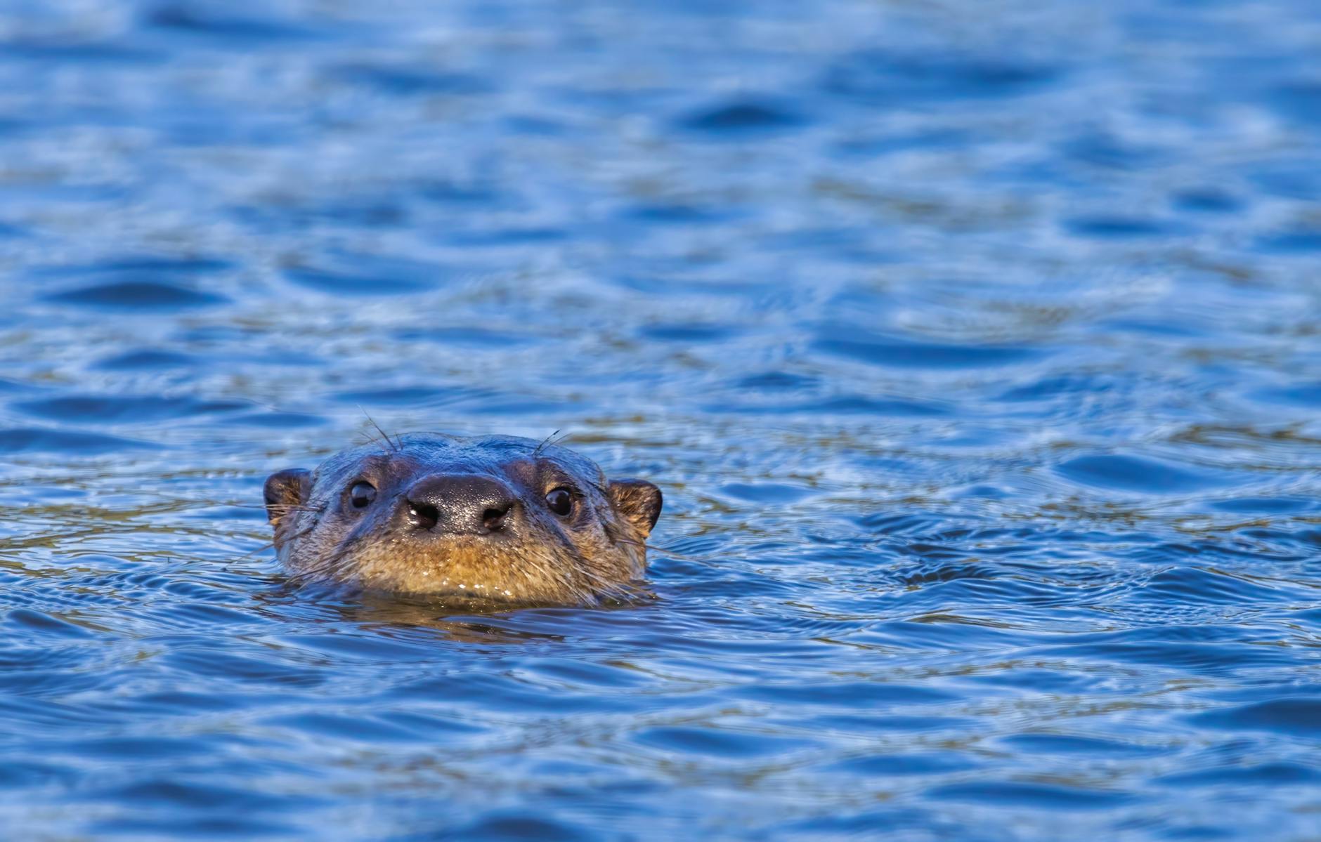 River otter swimming gracefully in crystal clear water