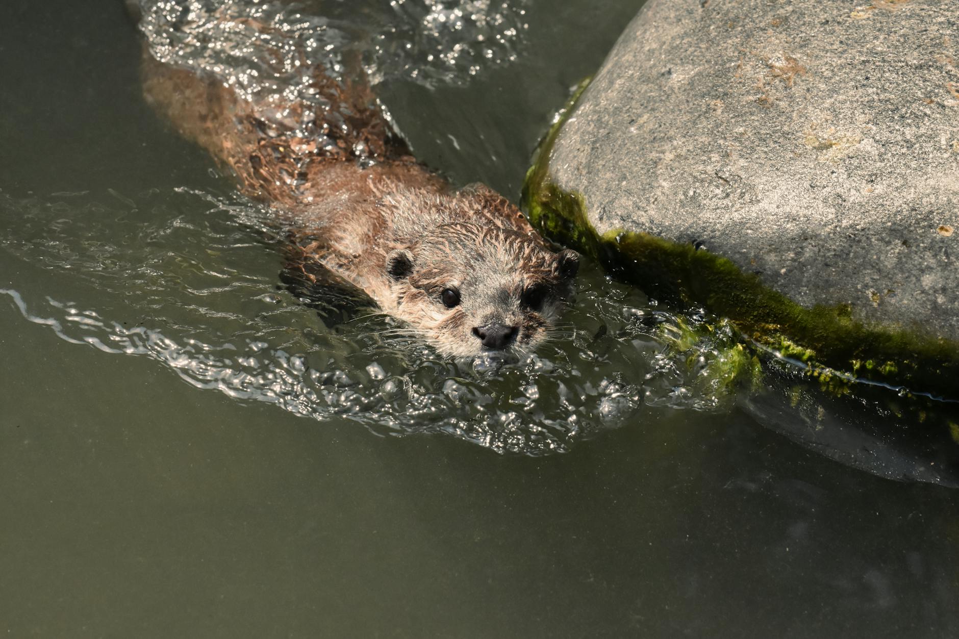 River otter in its natural aquatic habitat