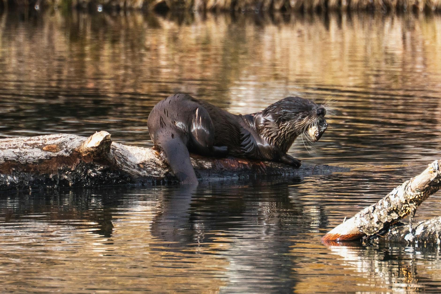 River otter perched on a log in the water
