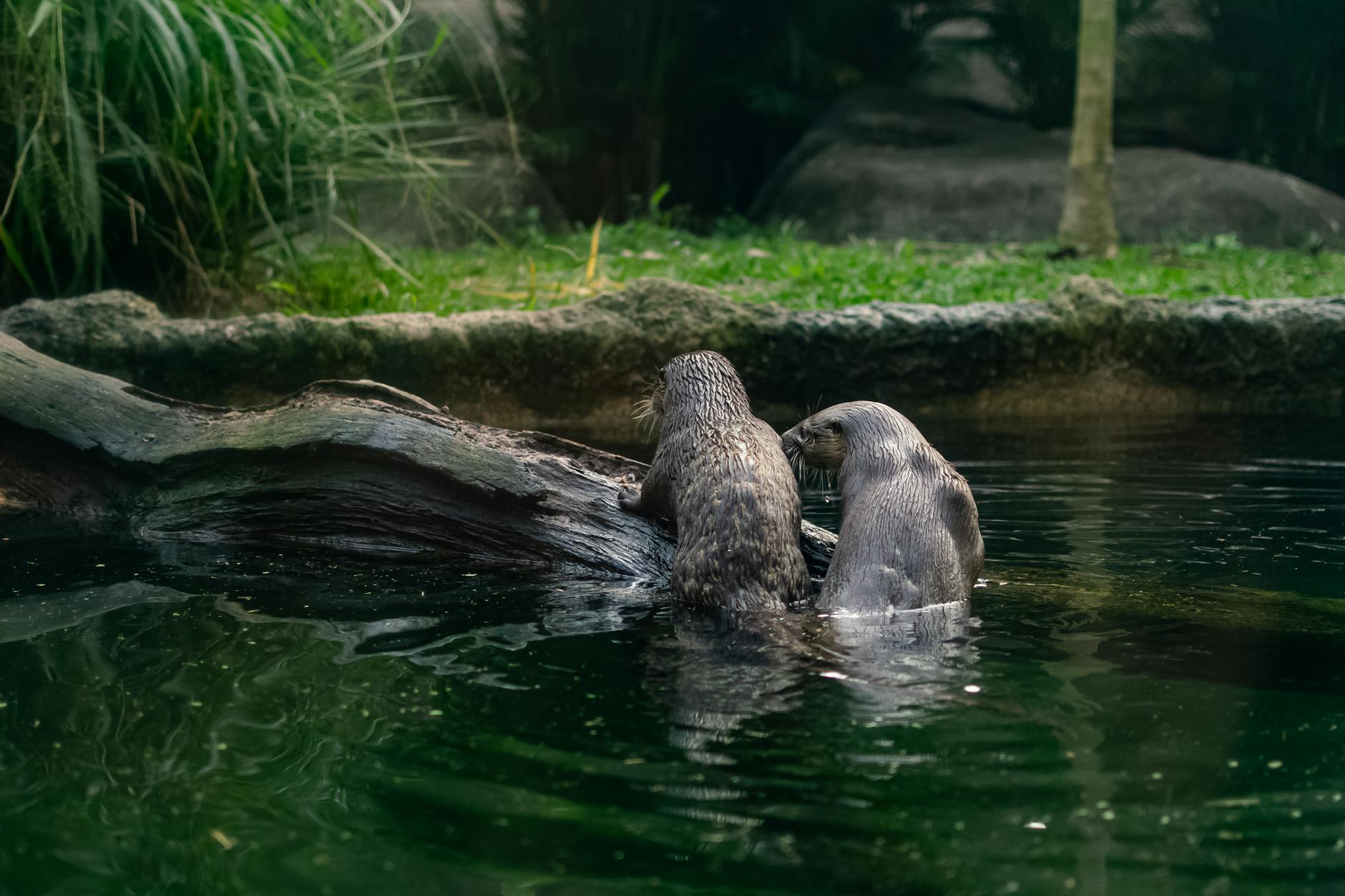 Two otters playing together in the water
